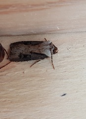 Agrotis volubilis