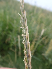 Elymus athericus