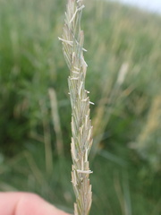 Elymus athericus