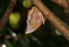 Charaxes marmax