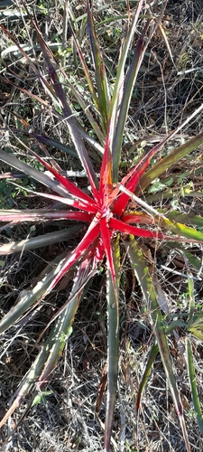 Image of Bromelia serra by (c) Pablo H Capovilla, some rights reserved (CC BY)