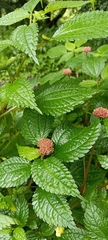 Lecanthus peduncularis