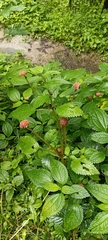 Lecanthus peduncularis