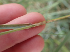 Elymus athericus