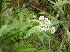 Eupatorium chinense tozanense