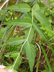Eupatorium chinense tozanense