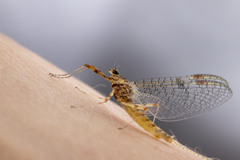 Maccaffertium ithaca