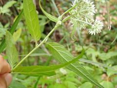 Eupatorium chinense tozanense