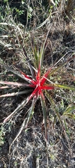 Bromelia serra