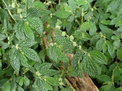 Elatostema parvum