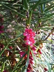 Melichrus erubescens