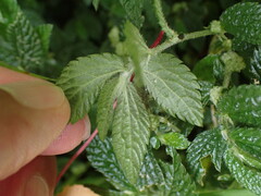 Elatostema parvum
