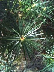 Melichrus erubescens