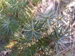 Melichrus erubescens