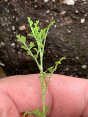 Xanthosia stellata