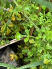 Xanthosia stellata