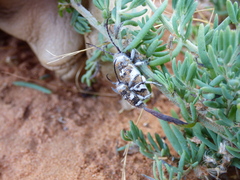 Corrhenes crassicollis