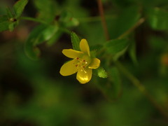 Hypericum taihezanense
