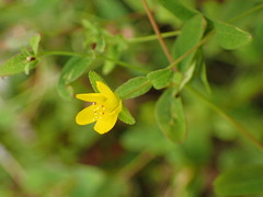 Hypericum taihezanense