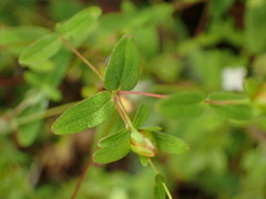 Hypericum taihezanense