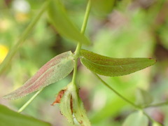 Hypericum taihezanense