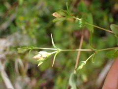 Hypericum taihezanense