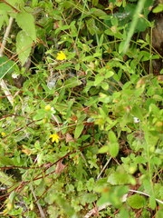 Hypericum taihezanense