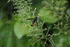 Polistes sagittarius