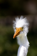 Ardea alba