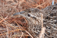 Nothoprocta pentlandii