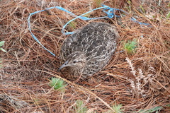 Nothoprocta pentlandii