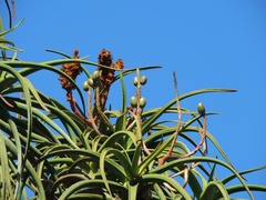 Aloidendron barberae