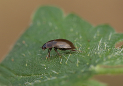 Enochrus testaceus