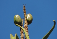 Aloidendron barberae