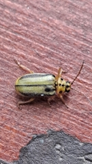 Xanthogaleruca luteola