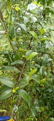 Euonymus tingens