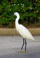 Egretta garzetta