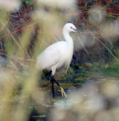 Egretta garzetta