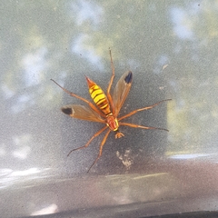 Ctenophora ornata