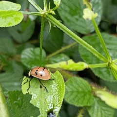 Meristata spilota