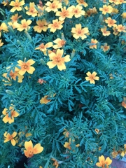 Tagetes lunulata