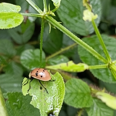 Meristata spilota