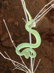 Trimeresurus medoensis