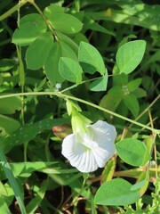 Clitoria ternatea albiflora