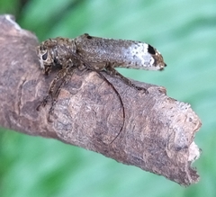 Sthenias gracilicornis