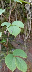 Tetrastigma obtectum glabrum