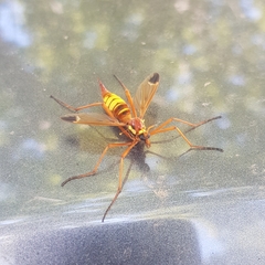 Ctenophora ornata