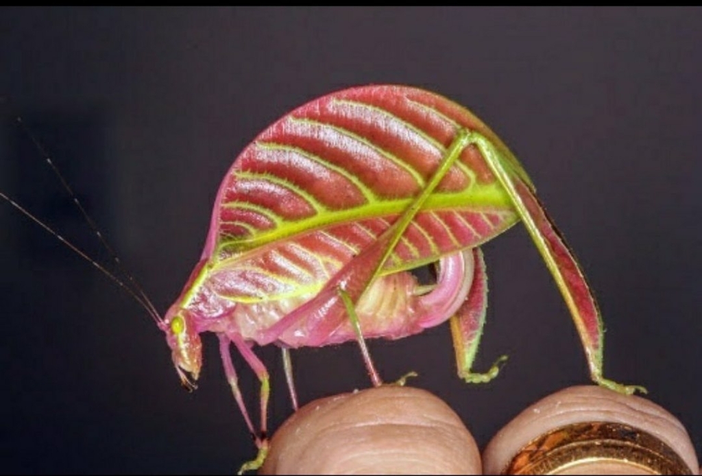 Eulophophyllum kirki