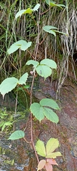 Tetrastigma obtectum glabrum
