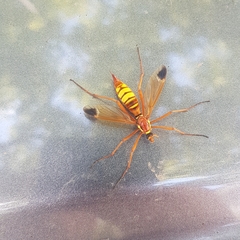Ctenophora ornata